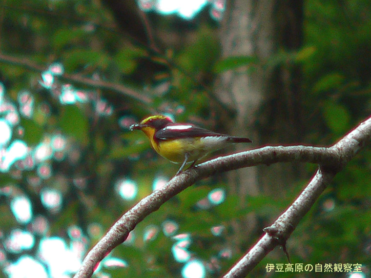 �ɓ������̎��R�ώ@��