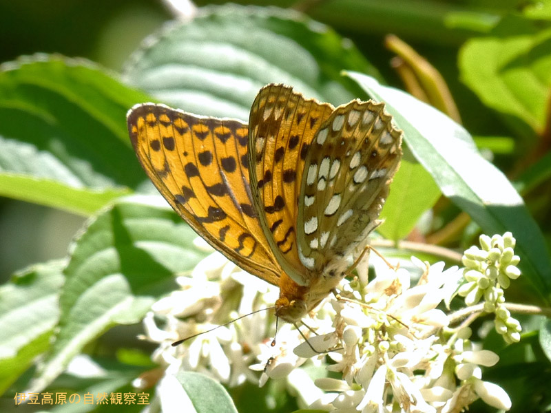 �ɓ������̎��R�ώ@��