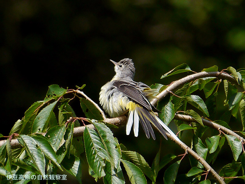 �ɓ������̎��R�ώ@��