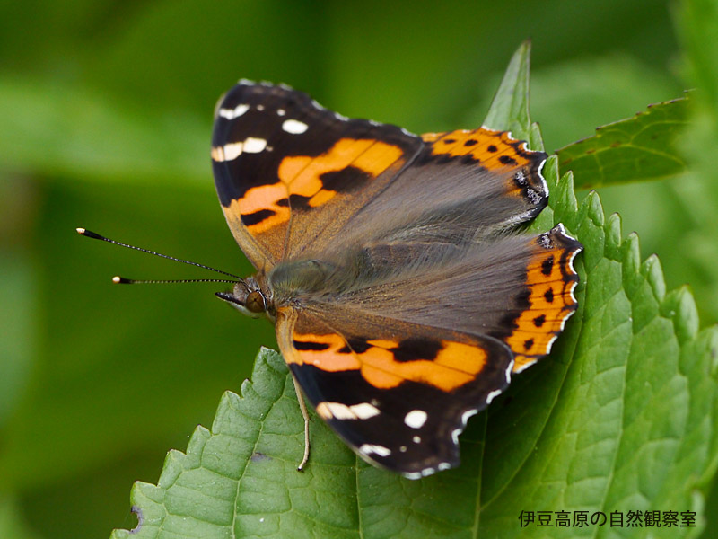 �ɓ������̎��R�ώ@��