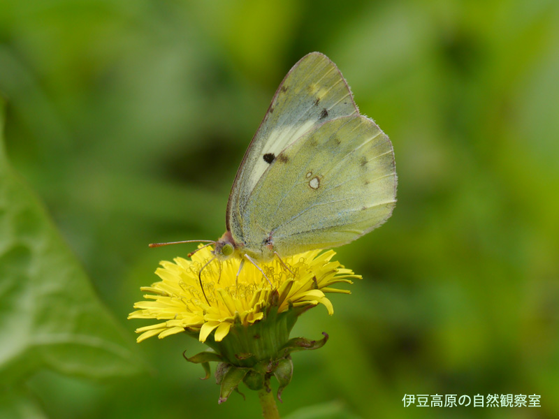 �ɓ������̎��R�ώ@��