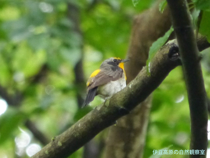 �ɓ������̎��R�ώ@��