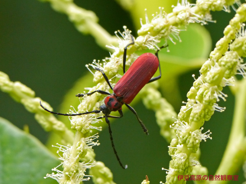 �ɓ������̎��R�ώ@��