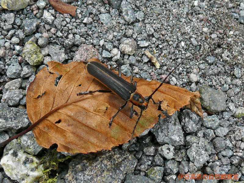 �ɓ������̎��R�ώ@��