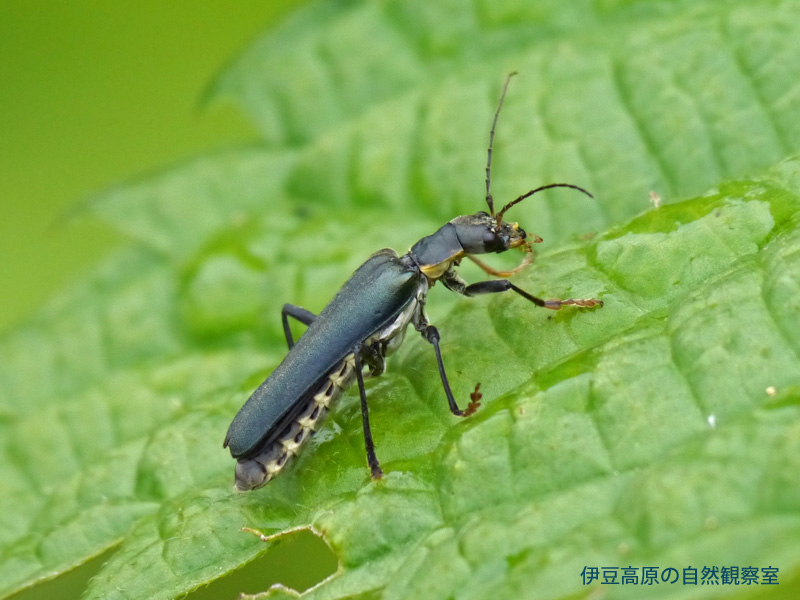 �ɓ������̎��R�ώ@��