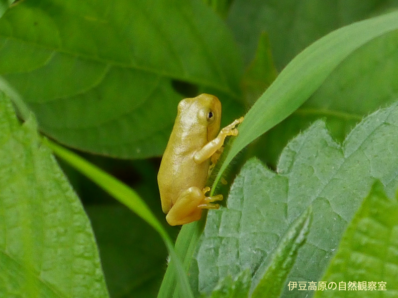 �ɓ������̎��R�ώ@��