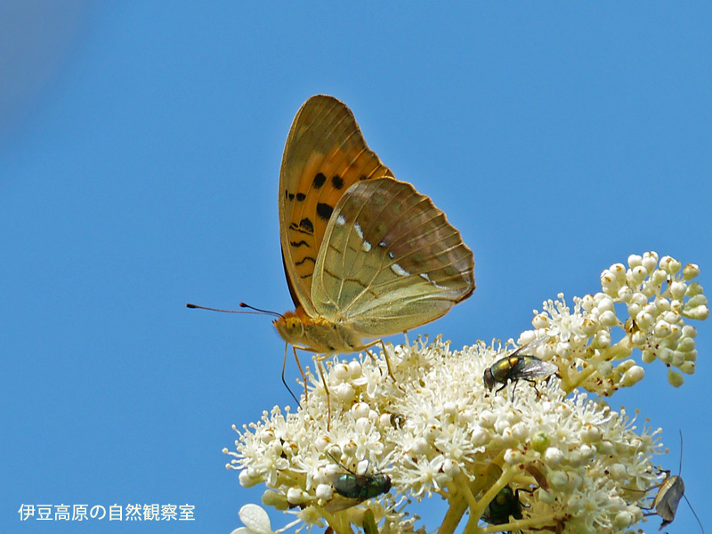 �ɓ������̎��R�ώ@��