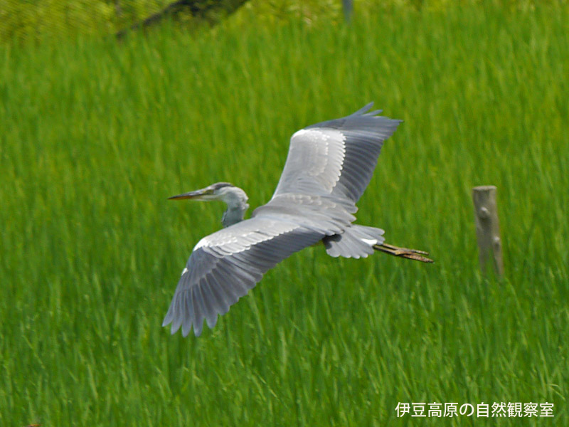 �ɓ������̎��R�ώ@��