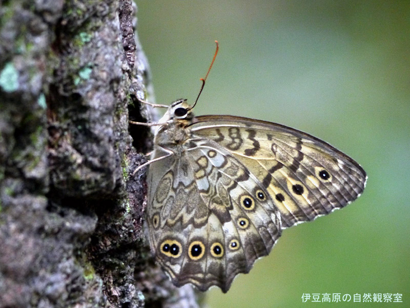 �ɓ������̎��R�ώ@��