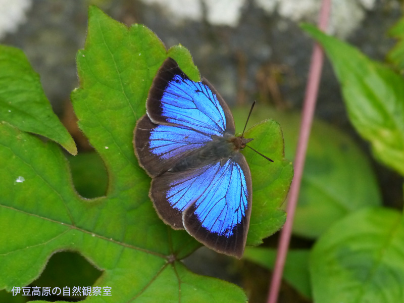 �ɓ������̎��R�ώ@��