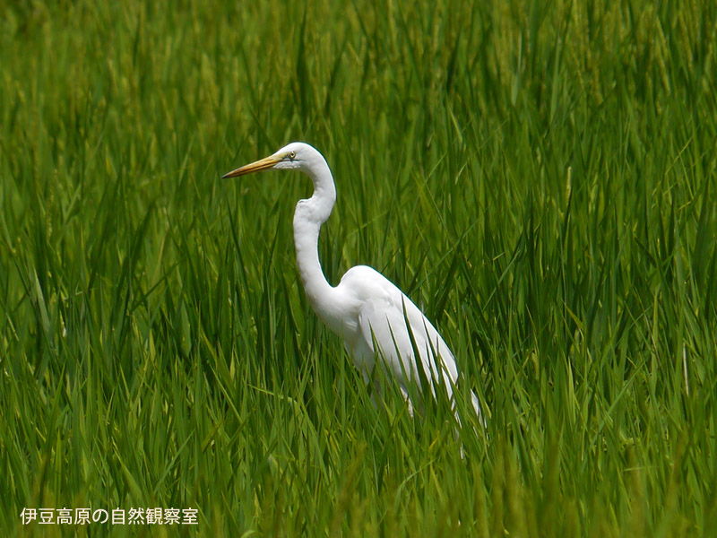 �ɓ������̎��R�ώ@��