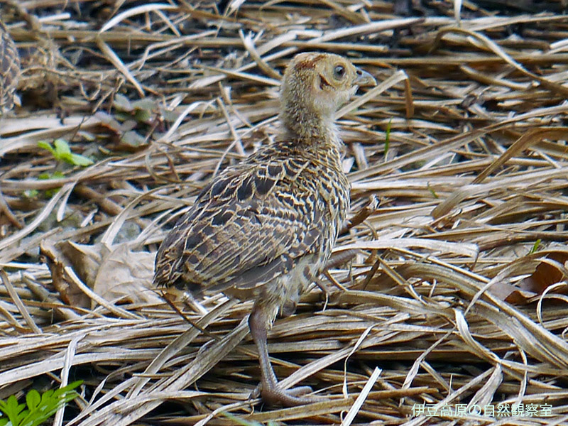 �ɓ������̎��R�ώ@��