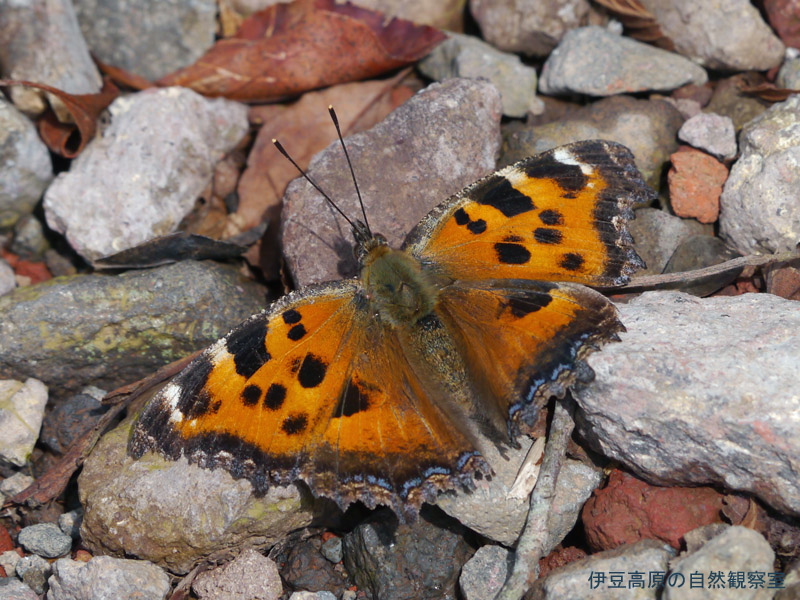 �ɓ������̎��R�ώ@��