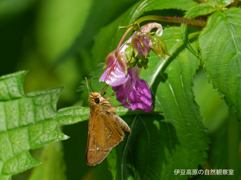 �ɓ������̎��R�ώ@��