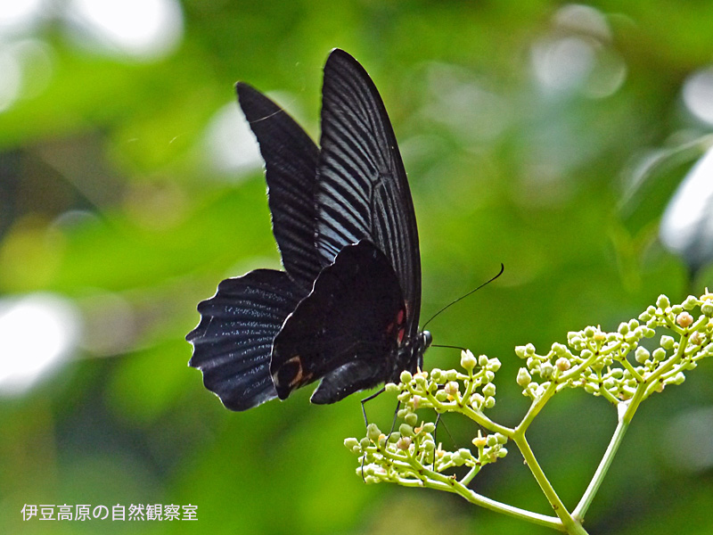 �ɓ������̎��R�ώ@��