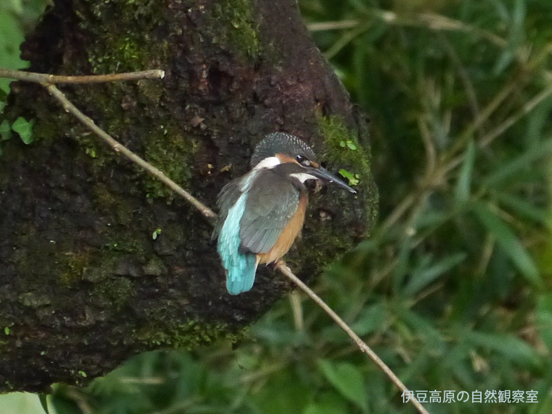 �ɓ������̎��R�ώ@��