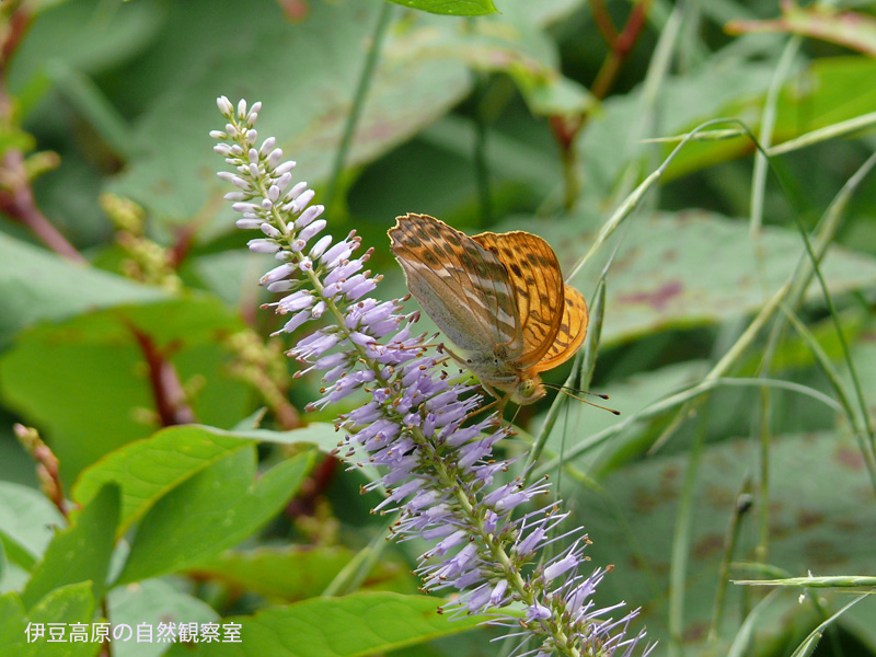 �ɓ������̎��R�ώ@��