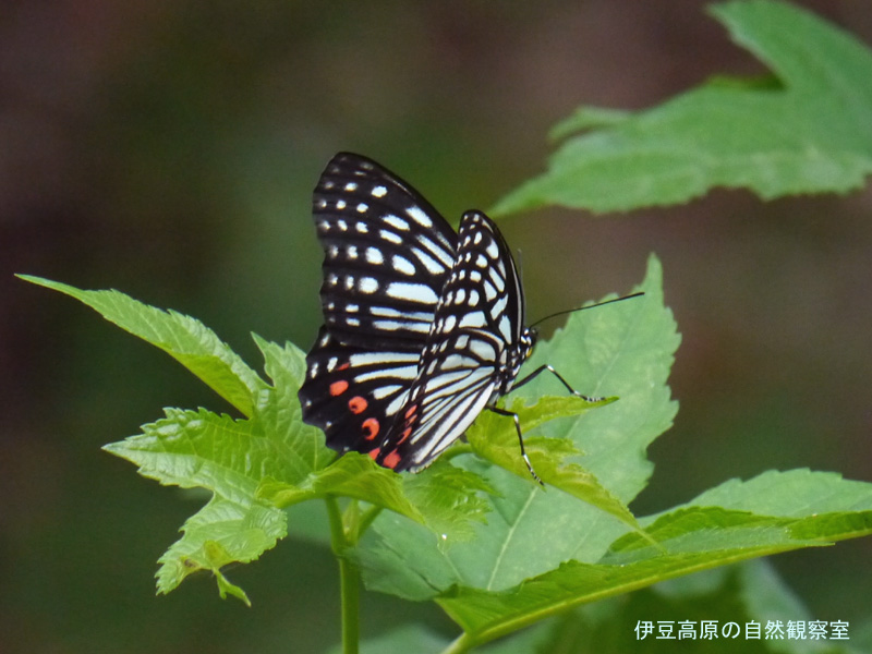 �ɓ������̎��R�ώ@��