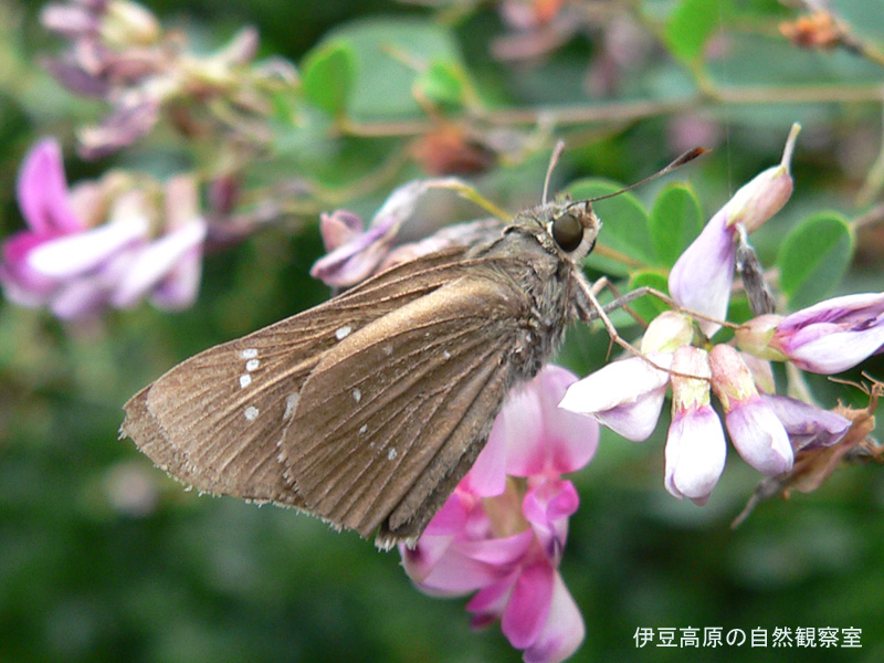 �ɓ������̎��R�ώ@��