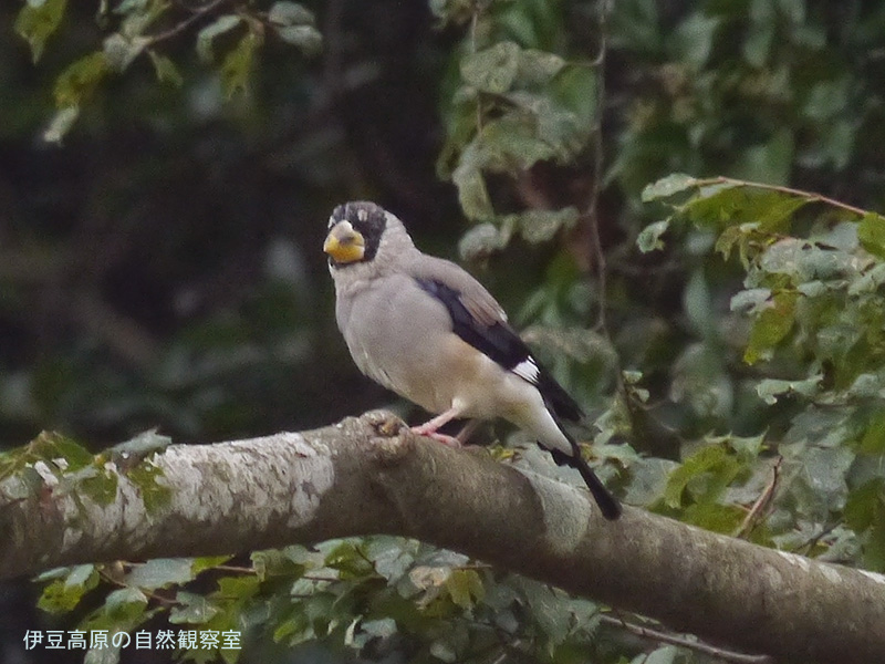 �ɓ������̎��R�ώ@��