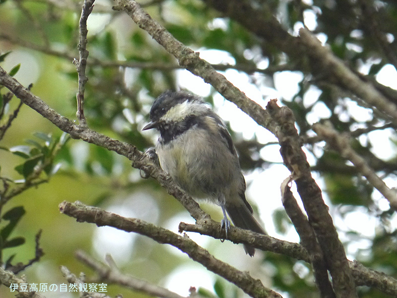 �ɓ������̎��R�ώ@��