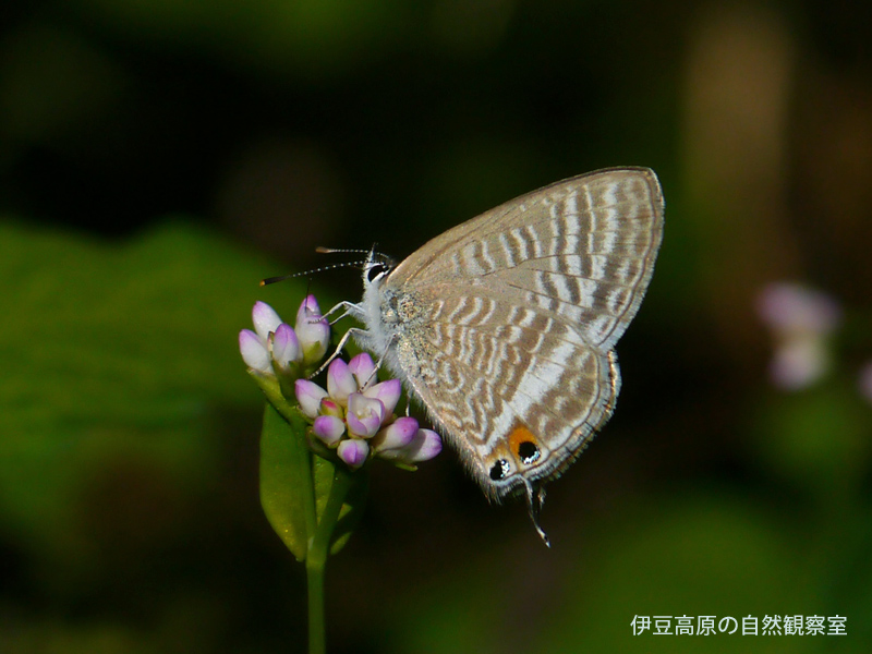 �ɓ������̎��R�ώ@��