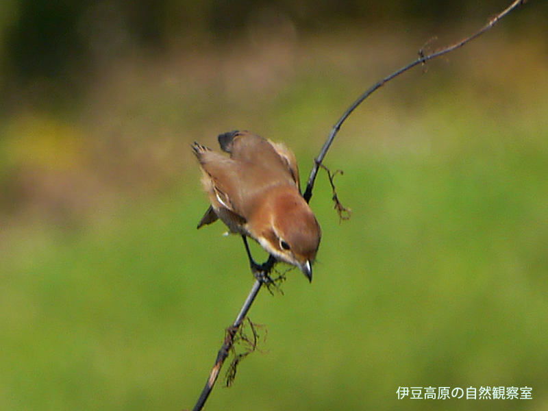 �ɓ������̎��R�ώ@��