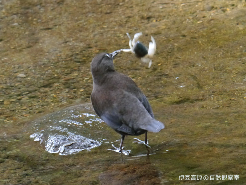 �ɓ������̎��R�ώ@��