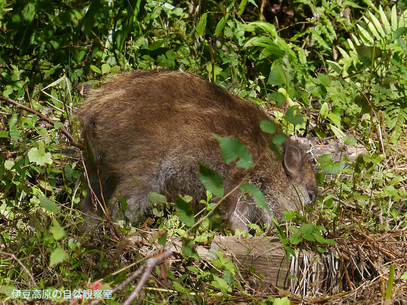 �ɓ������̎��R�ώ@��