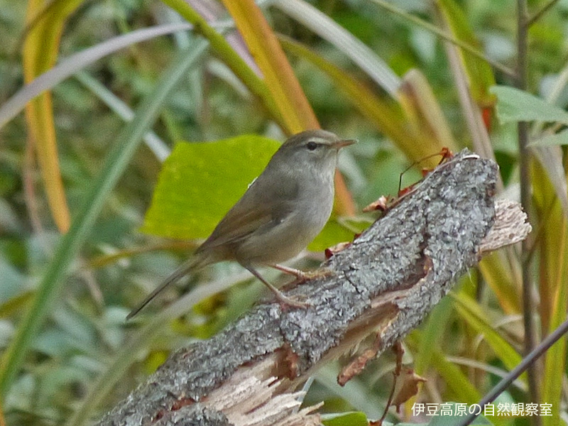 �ɓ������̎��R�ώ@��