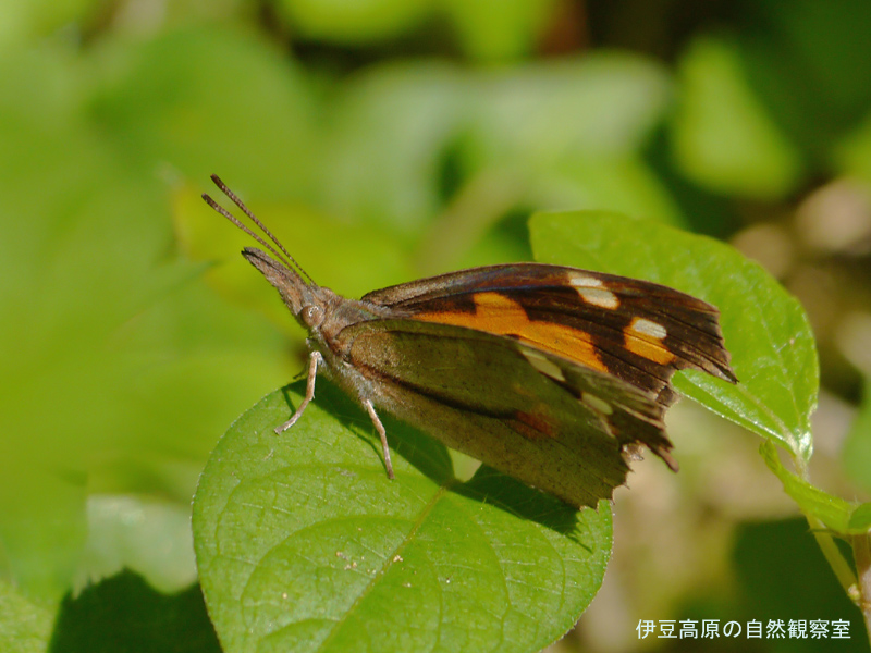 �ɓ������̎��R�ώ@��