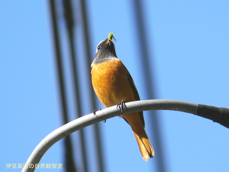 �ɓ������̎��R�ώ@��