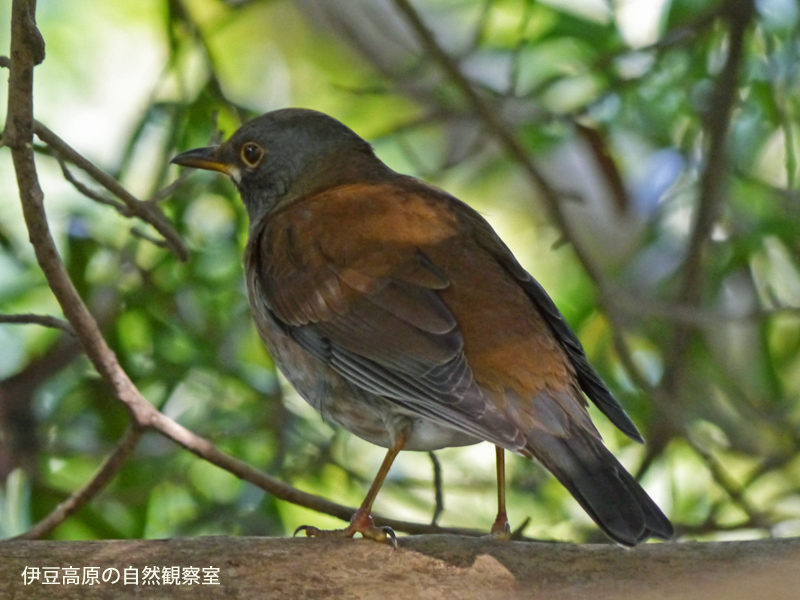 �ɓ������̎��R�ώ@��