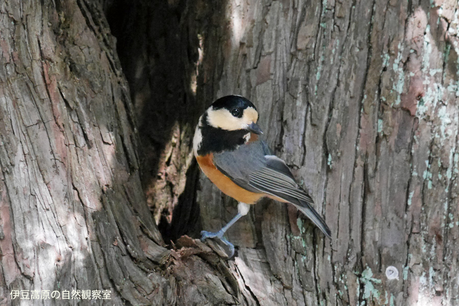 �ɓ������̎��R�ώ@��