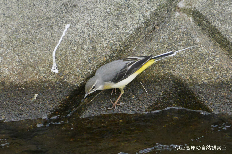 �ɓ������̎��R�ώ@��