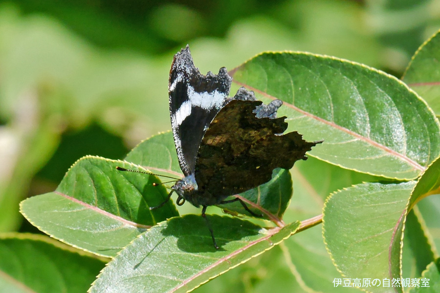 �ɓ������̎��R�ώ@��