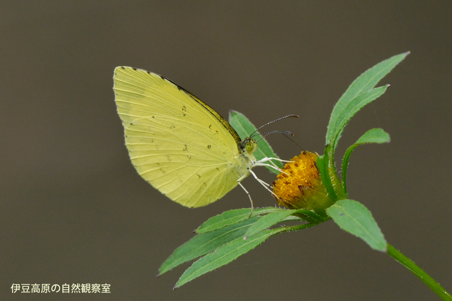 �ɓ������̎��R�ώ@��