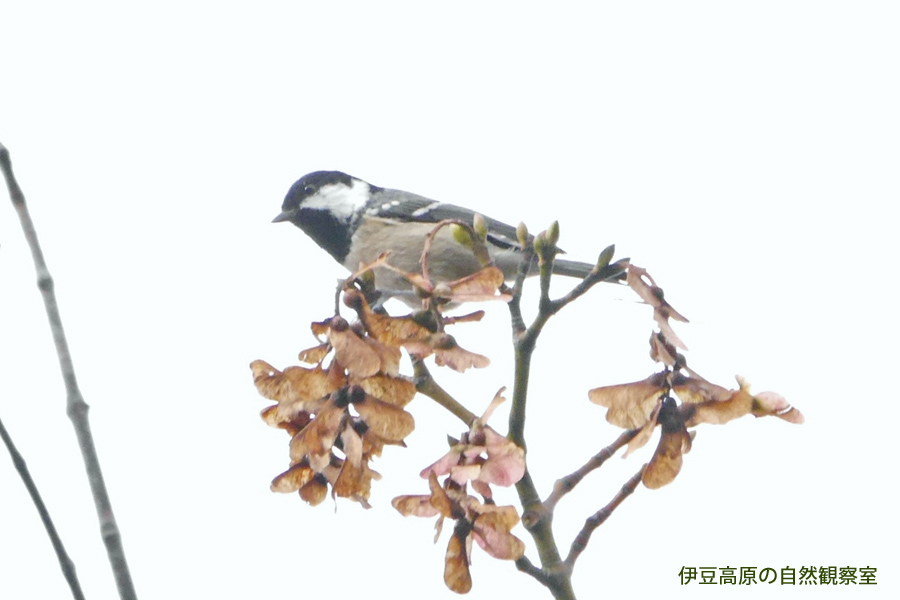 �ɓ������̎��R�ώ@��