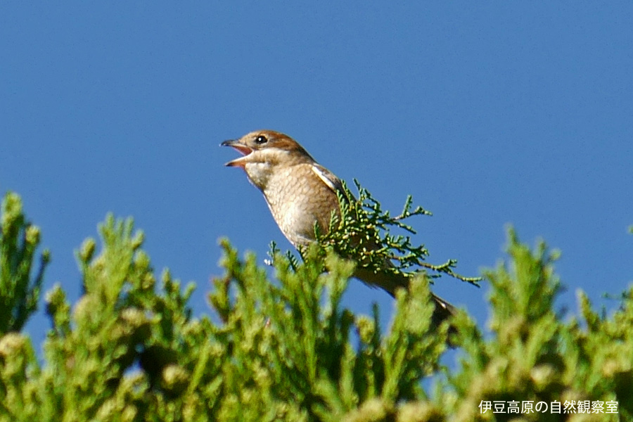 �ɓ������̎��R�ώ@��