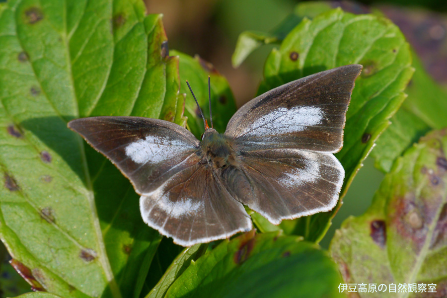 �ɓ������̎��R�ώ@��