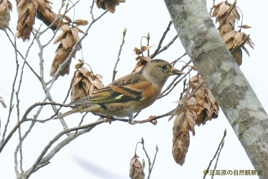 �ɓ������̎��R�ώ@��