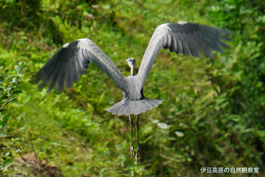 �ɓ������̎��R�ώ@��