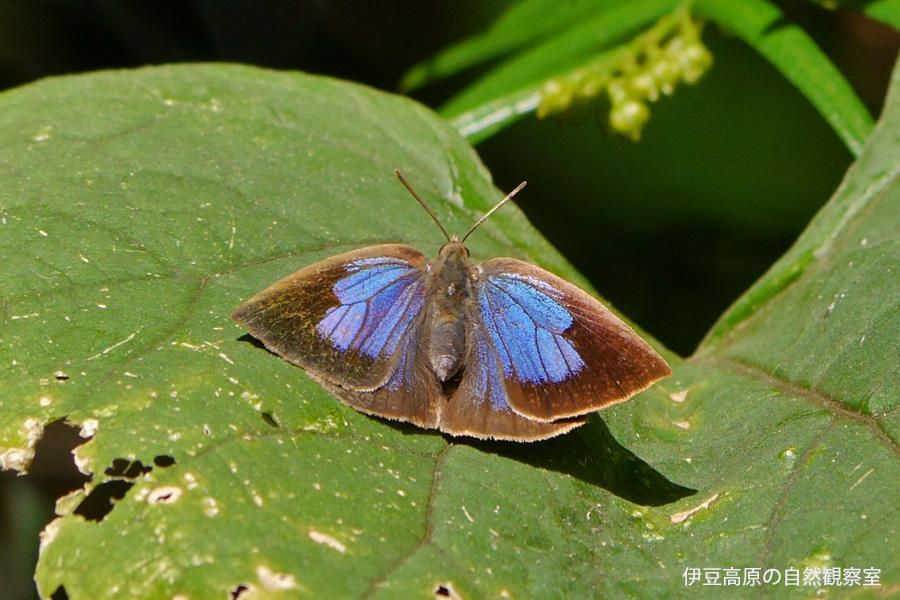 �ɓ������̎��R�ώ@��