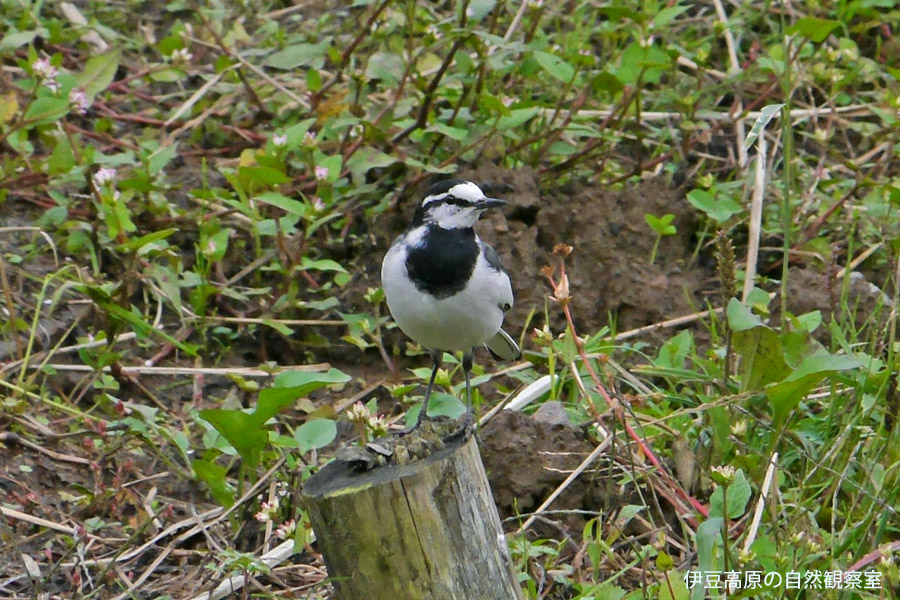 �ɓ������̎��R�ώ@��