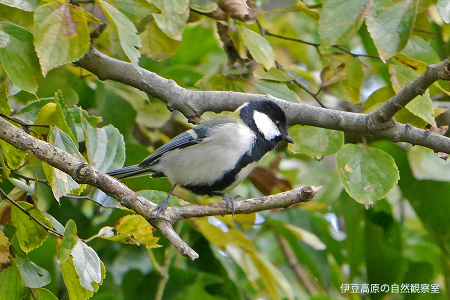 �ɓ������̎��R�ώ@��