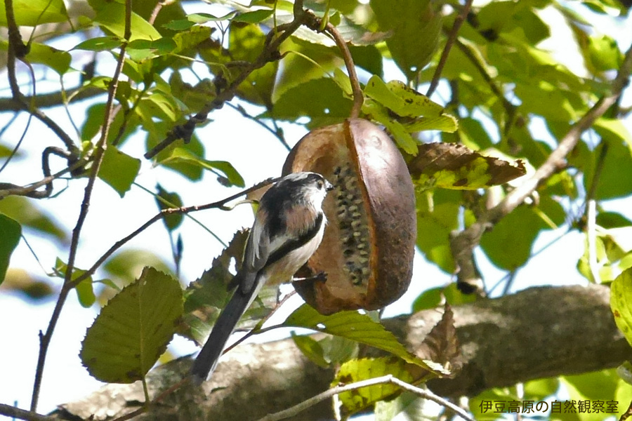 �ɓ������̎��R�ώ@��