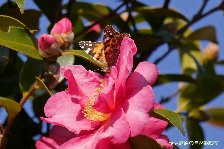 �ɓ������̎��R�ώ@��