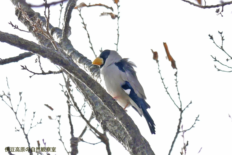 �ɓ������̎��R�ώ@��