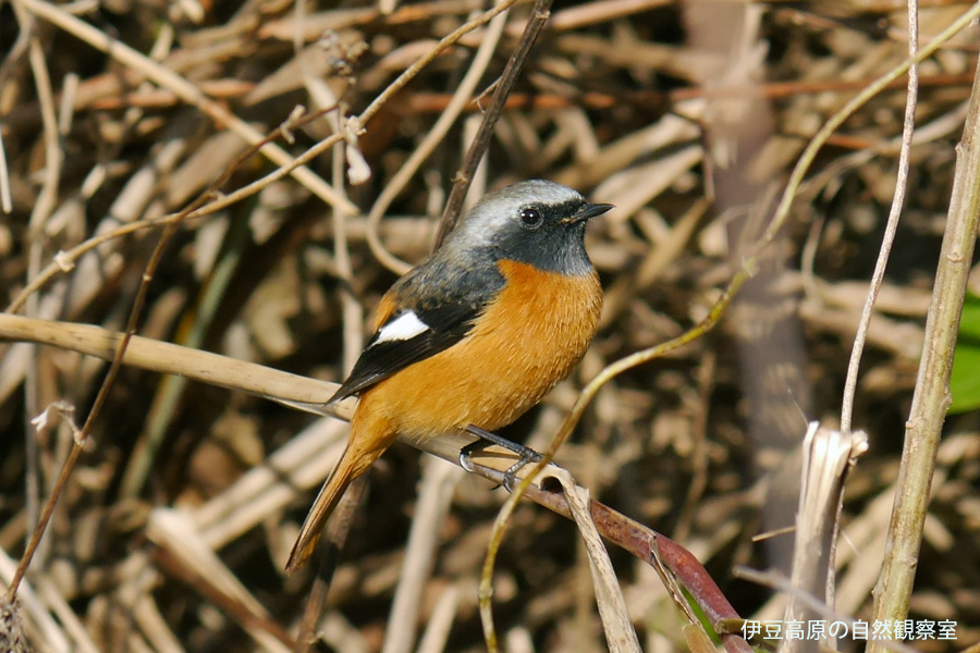 �ɓ������̎��R�ώ@��