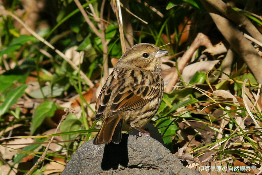 �ɓ������̎��R�ώ@��